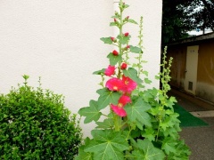 �摜(240x180)�E�g��摜(480x360)