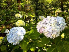 �摜(240x180)�E�g��摜(480x360)