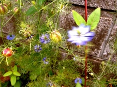 �摜(240x180)�E�g��摜(480x360)