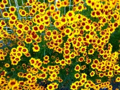 �摜(240x180)�E�g��摜(480x360)