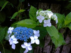 �摜(240x180)�E�g��摜(480x360)