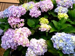 �摜(240x180)�E�g��摜(480x360)