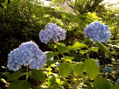 �摜(240x180)�E�g��摜(480x360)