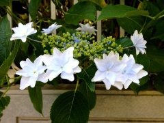 �摜(240x180)�E�g��摜(480x360)