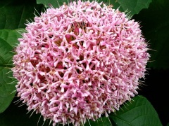 �摜(240x180)�E�g��摜(480x360)