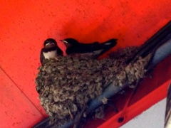 �摜(240x180)�E�g��摜(480x360)