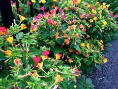 �摜(240x180)�E�g��摜(480x360)