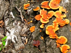 �摜(240x180)�E�g��摜(480x360)