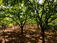 �摜(240x180)�E�g��摜(640x480)