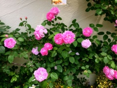 �摜(240x180)�E�g��摜(640x480)