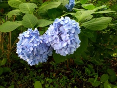 �摜(240x180)�E�g��摜(640x480)