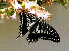 �摜(240x180)�E�g��摜(640x480)