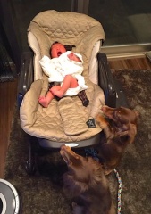 �摜(169x240)�E�g��摜(453x640)