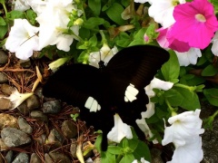 �摜(240x180)�E�g��摜(640x480)