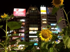 �摜(240x180)�E�g��摜(640x480)