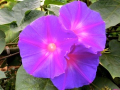 �摜(240x180)�E�g��摜(640x480)